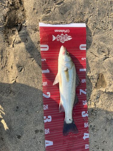 マルスズキの釣果
