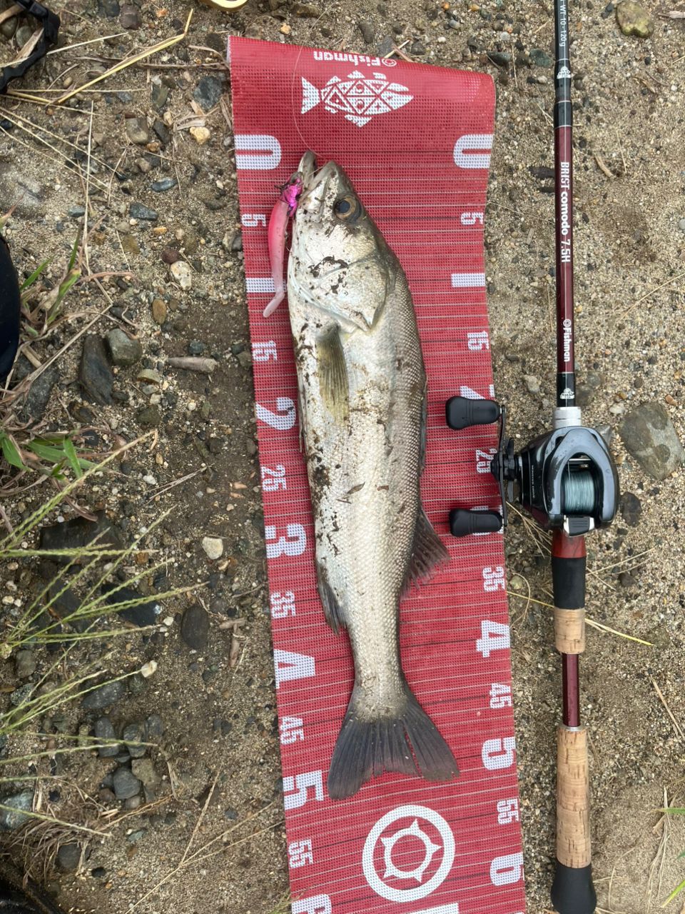 SHIMANO 18アンタレス DC MD XG LEFTの最安値・インプレ・釣果