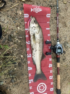 マルスズキの釣果