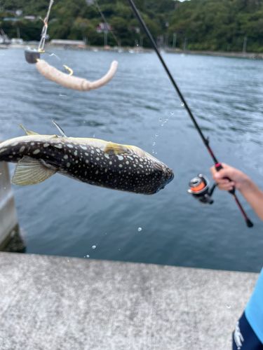 クサフグの釣果