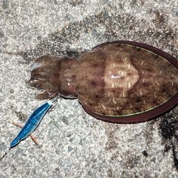 コウイカ