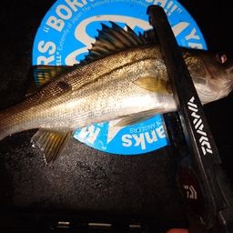 セイゴ（マルスズキ）