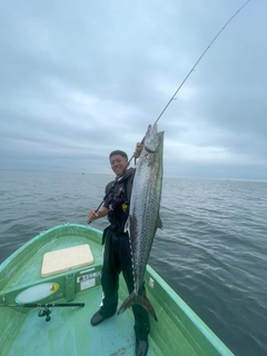サワラの釣果