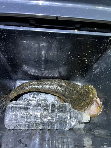 マゴチの釣果