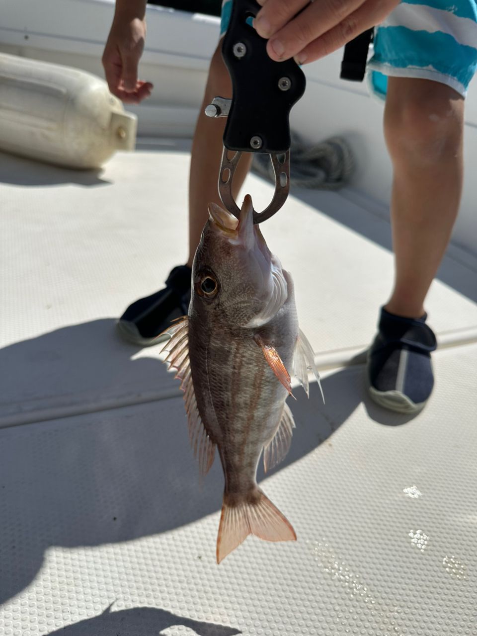 アマミフエフキ