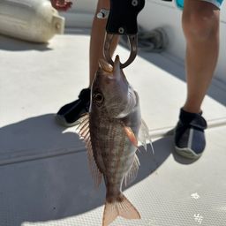 アマミフエフキ