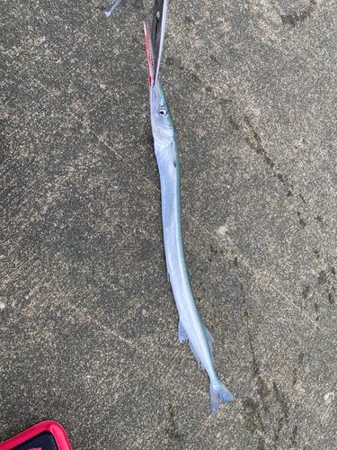 ダツの釣果