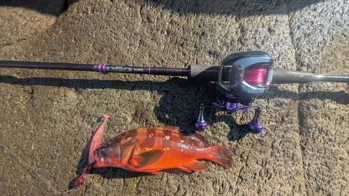アカハタの釣果