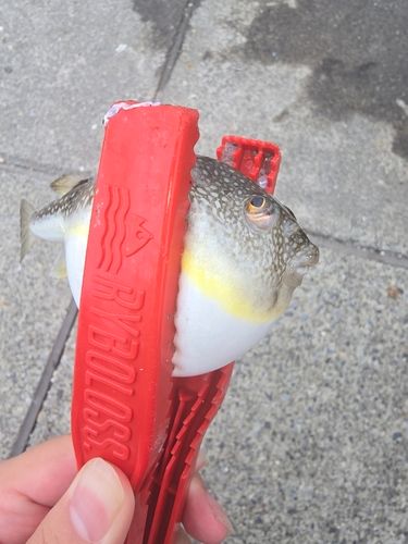 クサフグの釣果