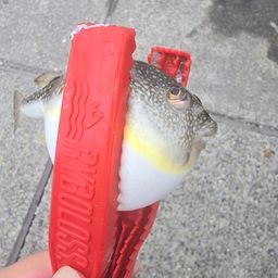 クサフグ