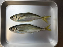 マアジの釣果