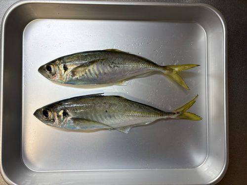 マアジの釣果
