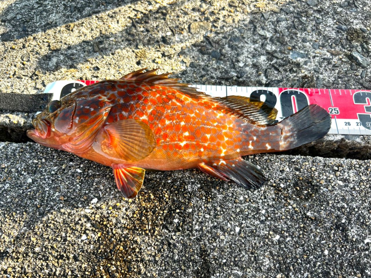 DAIWA 18ハードロック X 86Mの最安値・インプレ・釣果 | 本音の