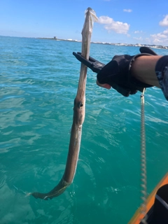 アオヤガラの釣果