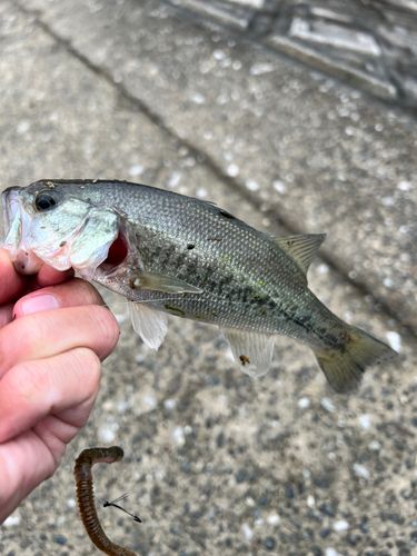 ラージマウスバスの釣果