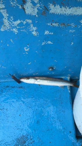 カマスの釣果