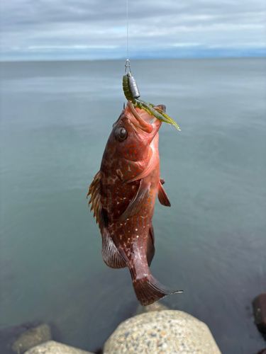 キジハタの釣果