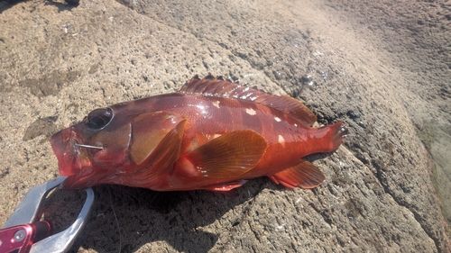 アカハタの釣果