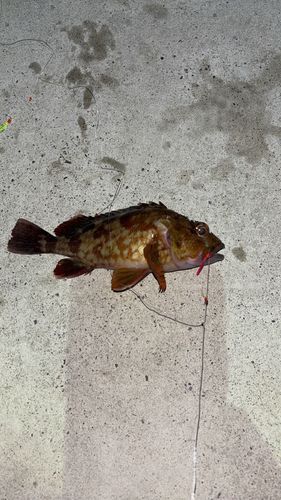 カサゴの釣果