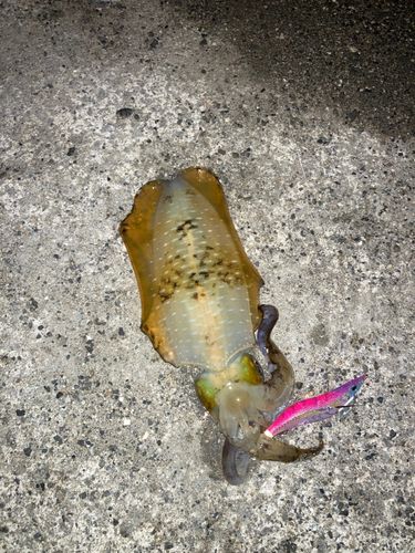 アジュール舞子