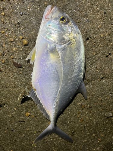 メッキの釣果