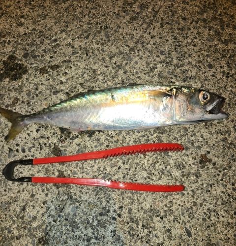 ゴマサバの釣果