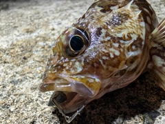 カサゴの釣果