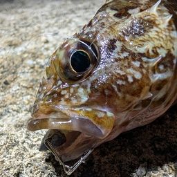 カサゴ