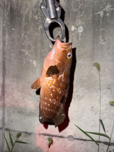 キジハタの釣果