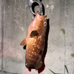 キジハタ