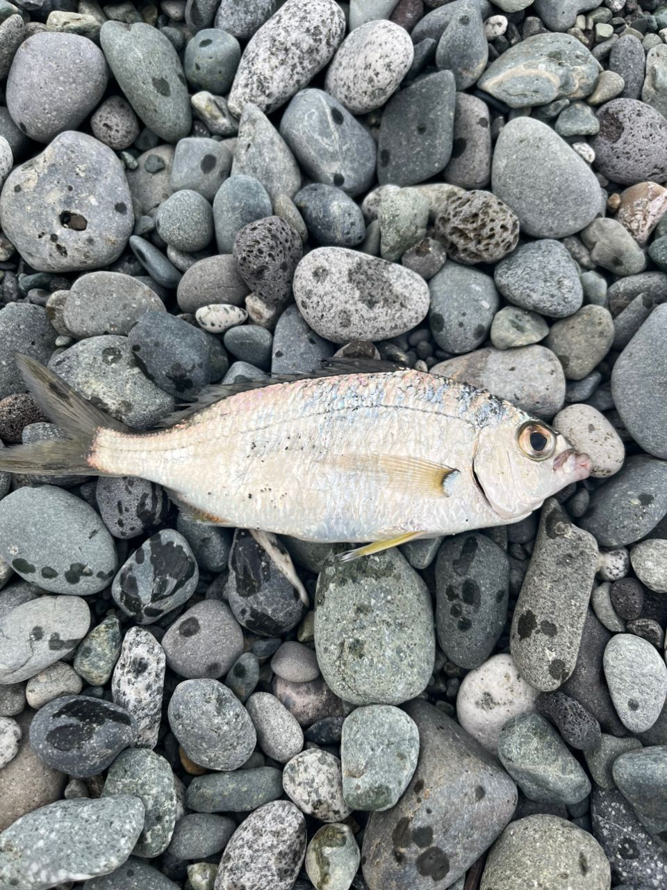 クロサギ