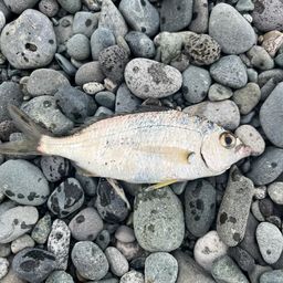 クロサギ