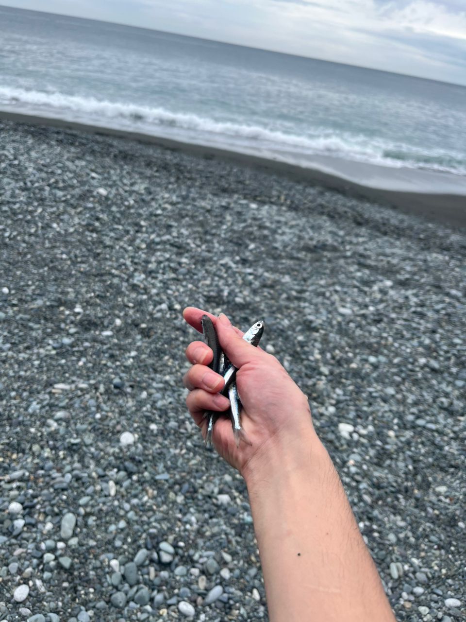 クロサギ