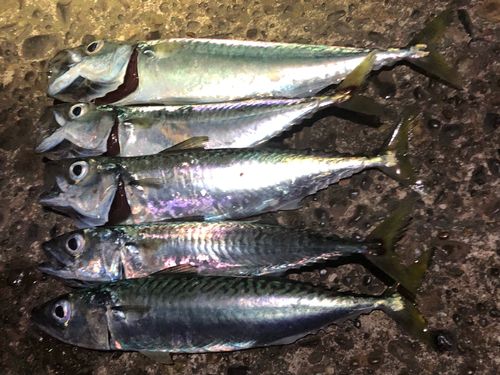 サバの釣果