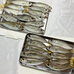アジ