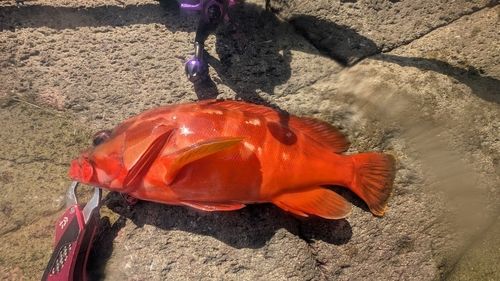アカハタの釣果