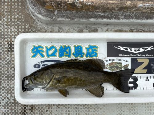 スモールマウスバスの釣果