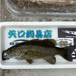 スモールマウスバス