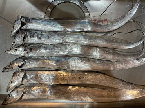 タチウオの釣果
