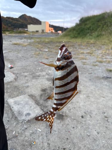 タカノハダイの釣果