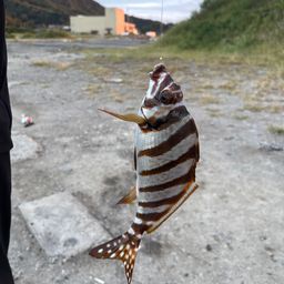 タカノハダイ