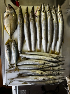 カマスの釣果