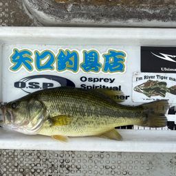 ブラックバス
