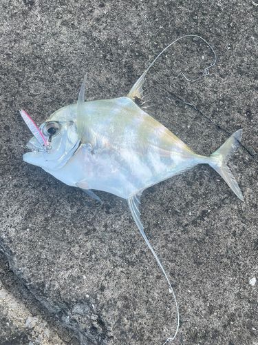 鹿児島湾南部