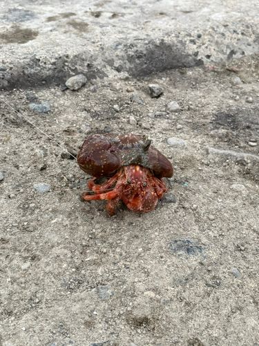 カニの釣果