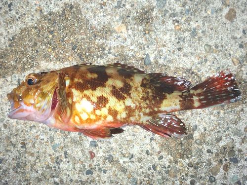 カサゴの釣果