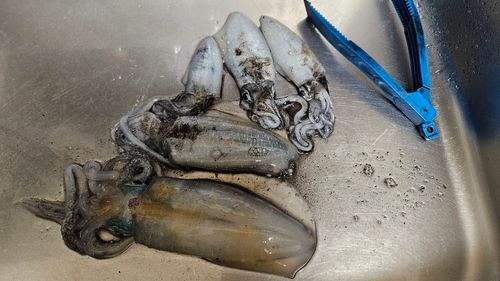 アオリイカの釣果