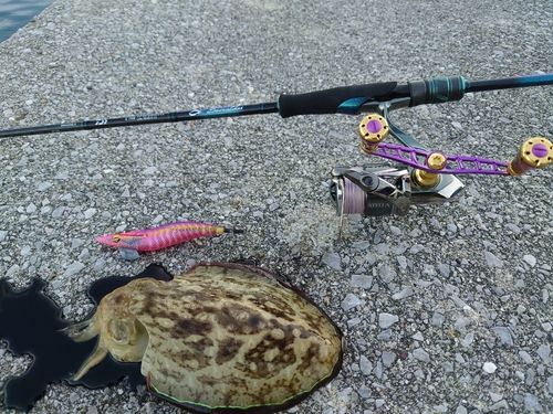 モンゴウイカの釣果