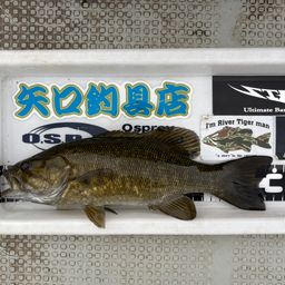 スモールマウスバス