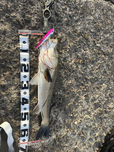 シーバスの釣果